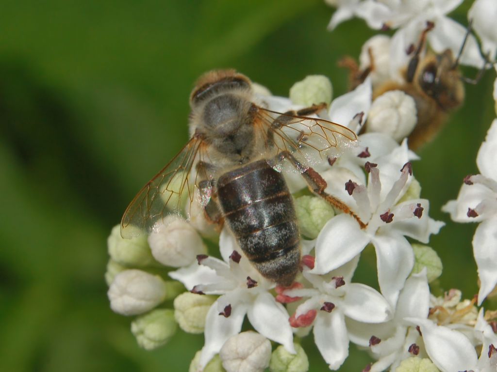 Delle semplici api? Apis mellifera